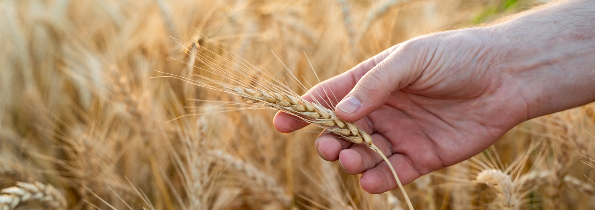 Tecnici agronomi