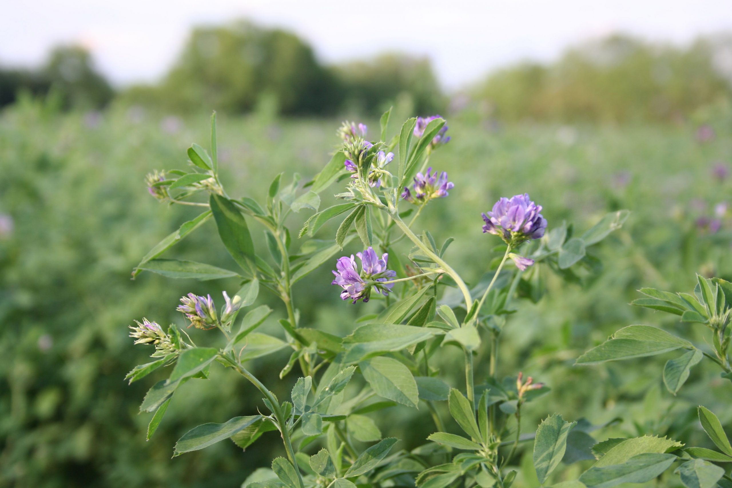 Erba Medica